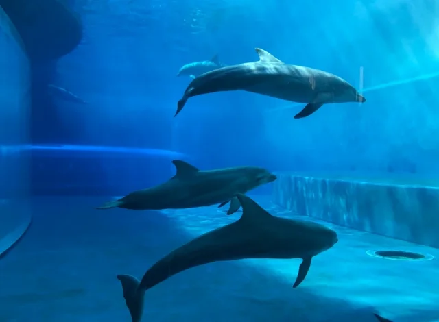 Acquario di Genova (Genova) Città Metropolitana di Genova - Italy