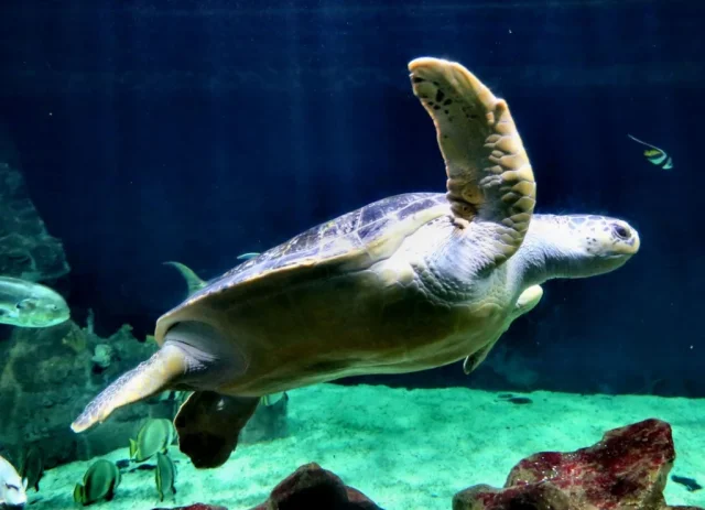 Acquario di Livorno (Livorno) Livorno - Italy