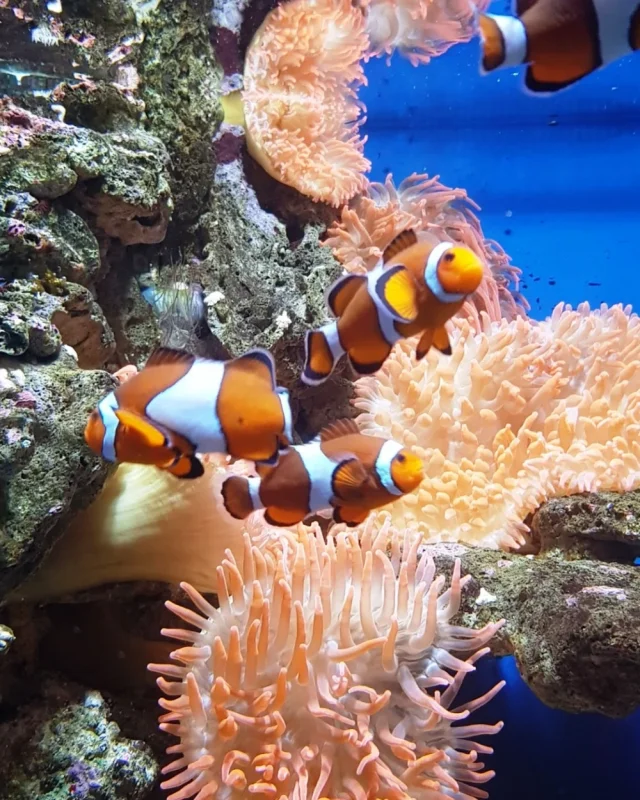 Acuario do Grove (O Grove) Pontevedra - Spain