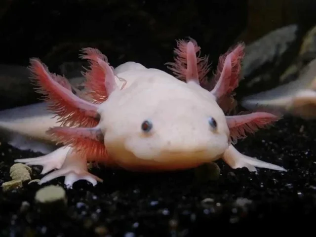 Aquarium de Dunkerque (Dunkerque) Nord - France