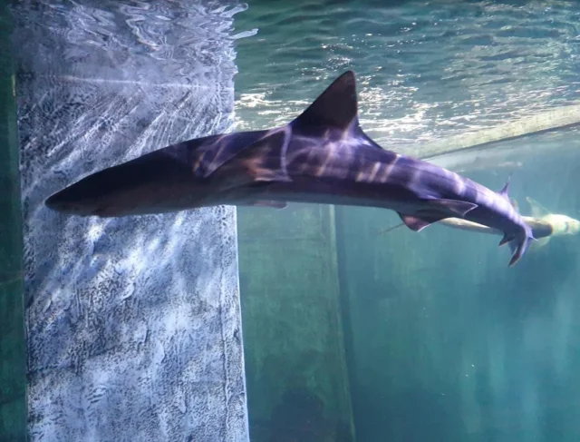 Aquarium Split (Vranjic) Opčina Solin - Croatia