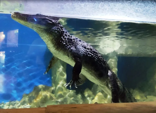 Aquarium Terrarium Šibenik (Šibenik) Opčina Šibenik - Croatia
