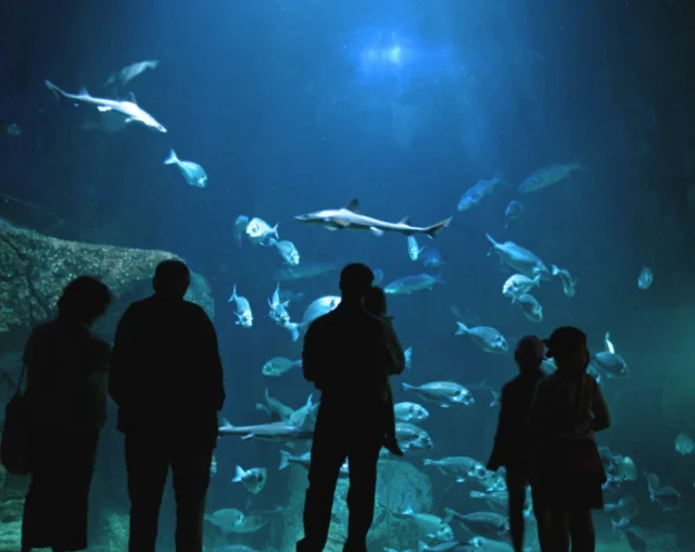 Aquashow (Audierne) Finistère - France