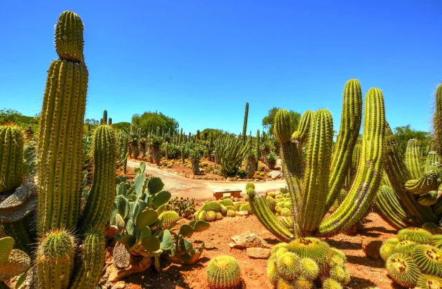 Botanicactus S.L. (Ses Salines) Mallorca - Mallorca - Spain