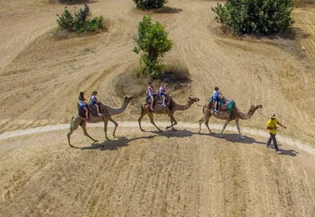 Camel Park (Mazotos) Larnaca - Cyprus - Republic of Cyprus