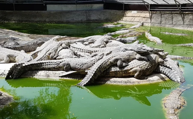 Crocodile Park (Torremolino) Málaga - Spain