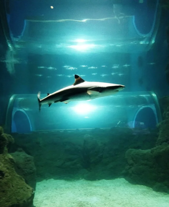 Lanzarote Aquarium (Costa Teguise) Lanzarote - Lanzarote - Spain