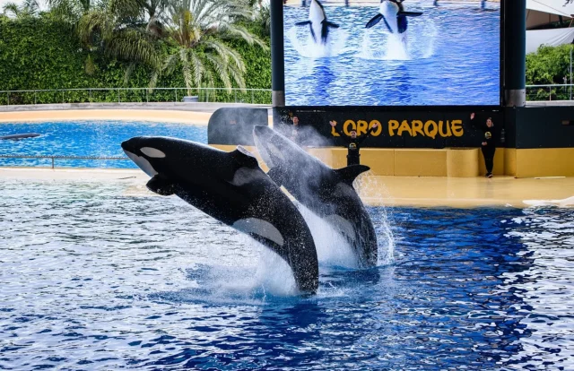 Loro Parque (Puerto de la Cruz) Santa Cruz de Tenerife - Tenerife - Spain