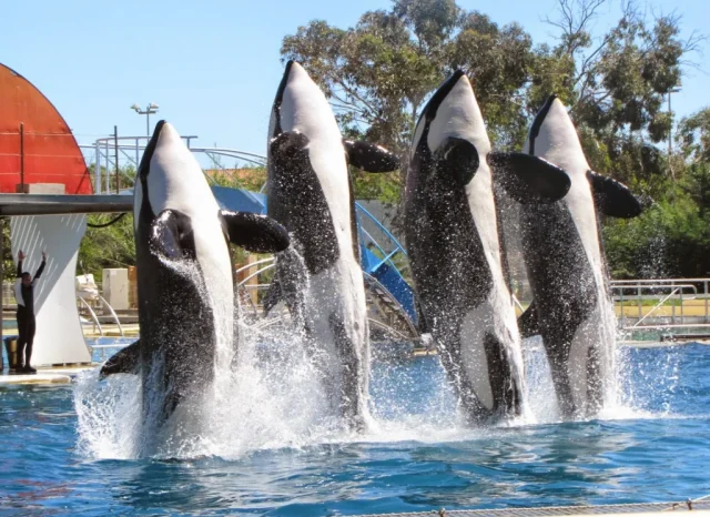 Marineland (Antibes) Alpes-Maritimes - France