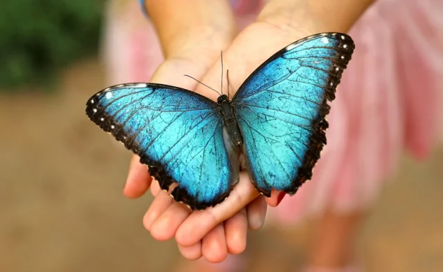Mariposario de Benalmádena-Butterfly Park (Benalmádena) Málaga - Spain