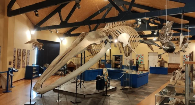 Museo de Historia Natural da SGHN Ferrol (Ferrol) A Coruña - Spain