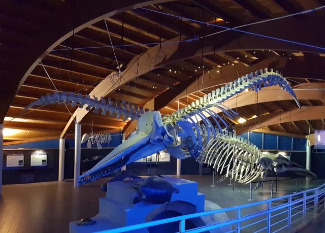 Museo di Storia Naturale del Mediterraneo (Livorno) Livorno - Italy