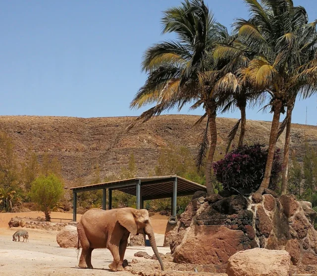 Oasis Wildlife Fuerteventura (La Lajita) Fuerteventura - Fuerteventura - Spain
