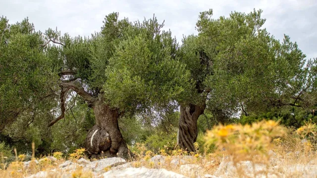 Olive Gardens of Lun (Lun) Opčina Novalja - Pag - Croatia