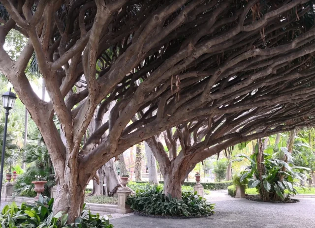 Orto Botanico dell'Universita di Catania (Catania) Catania - Sicilia - Italy