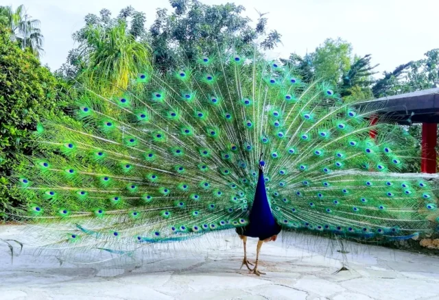 Pafos Zoo (Peyia) Paphos - Cyprus - Republic of Cyprus