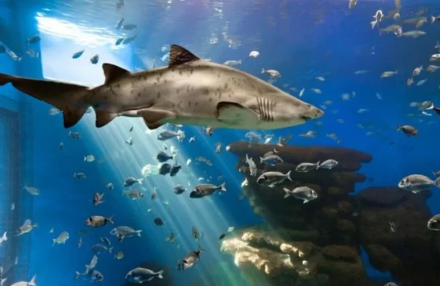 Palma Aquarium (Palma de Mallorca) Mallorca - Mallorca - Spain