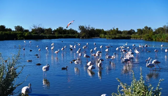 Parc Ornithologique du Pont de Gau (Saintes-Maries-de-la-Mer) Bouches-du-Rhône - France