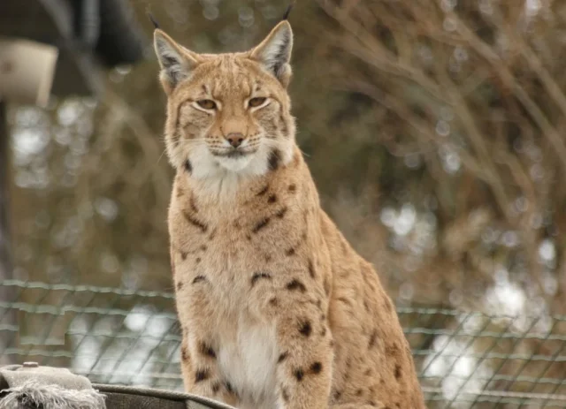 Parc Zoologique de Fort-Mardyck-Dunkerque Grand Littoral (Dunkerque) Nord - France