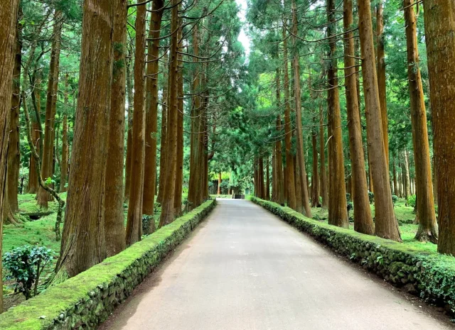 Parque Florestal das Sete Fontes - São Jorge - São Jorge - Portugal