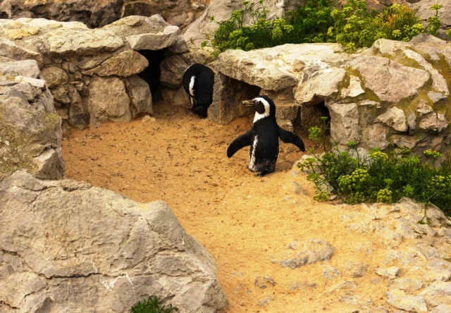 Parque Zoológico de la Magdalena (Santander) Cantabria - Spain