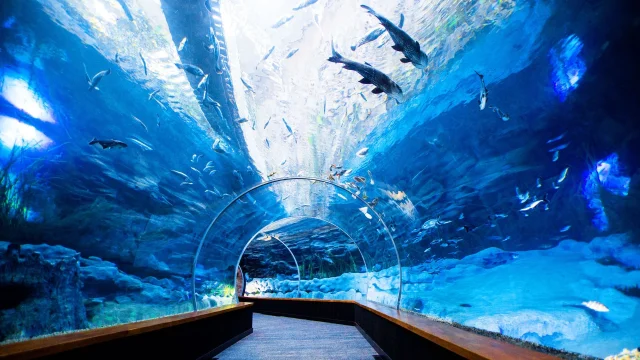Poema del Mar Aquarium (Las Palmas de Gran Canaria) Gran Canaria - Gran Canaria - Spain