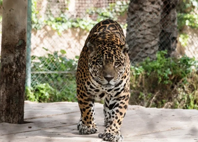 Rio Safari Elche (Santa Pola) Alicante - Spain