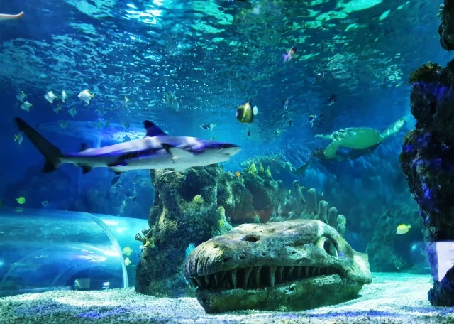 Sea Life Centre Benalmadena (Benalmádena) Málaga - Spain