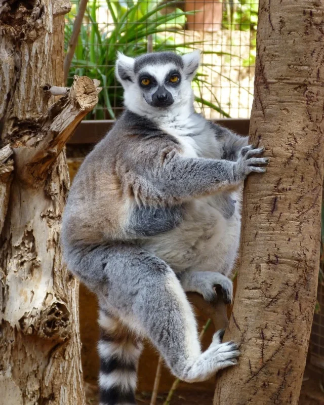 Tenerife Zoo Monkey Park - Santa Cruz de Tenerife - Tenerife - Spain