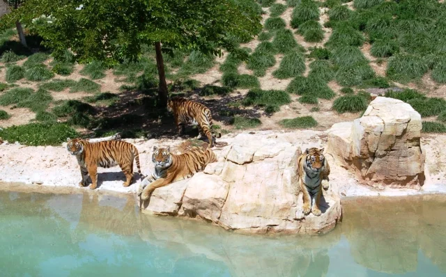 Terra Natura-Aqua Natura (Benidorm) Alicante - Spain