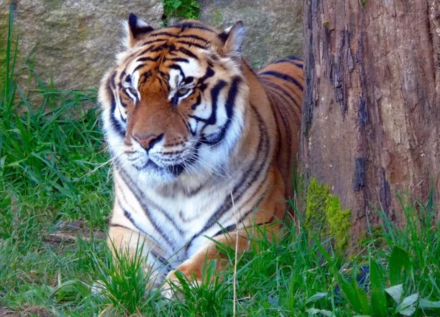 Vigozoo (Vigo) Pontevedra - Spain