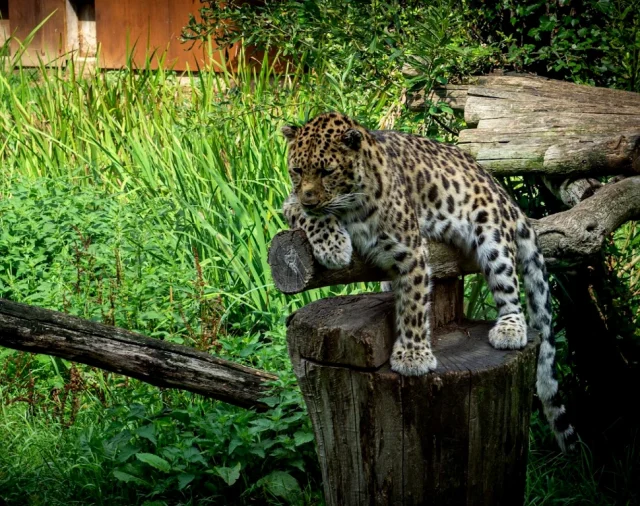 Zoo des Sables d'Olonne (Les Sables-d'Olonne) Vendée - France