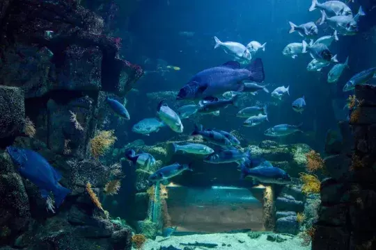 marinatips - Aquarium La Rochelle