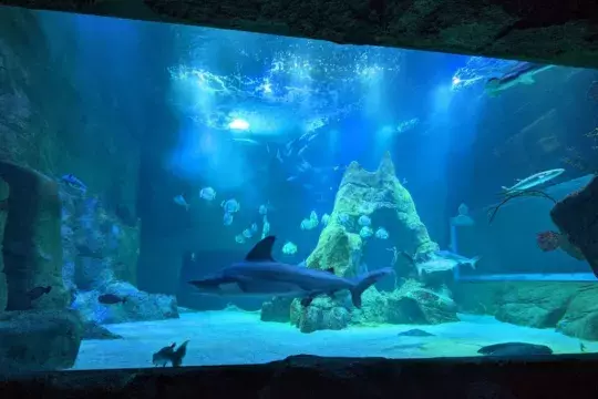 marinatips - Aquarium de Biarritz