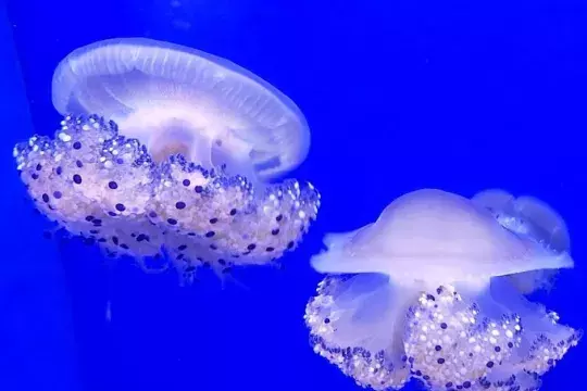 marinatips - Boka aquarium