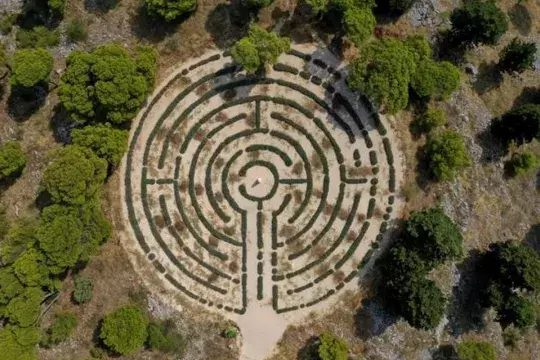Lavender labyrinth