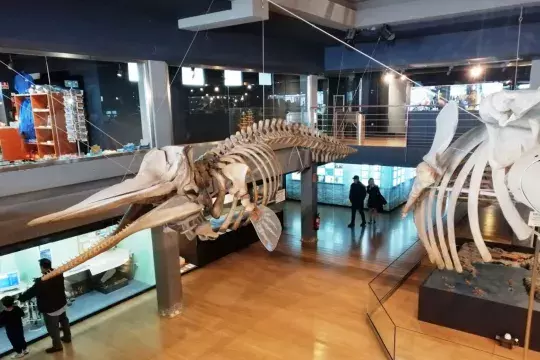 marinatips - Museo Marítimo del Cantábrico