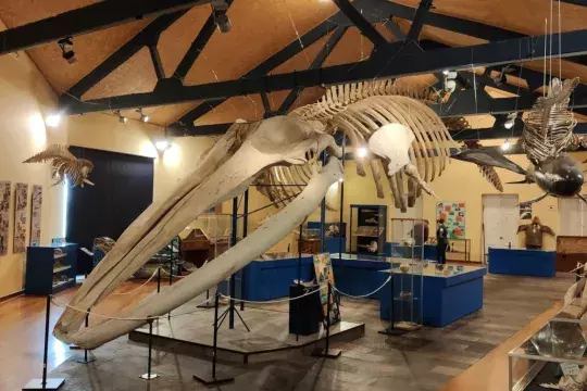 marinatips - Museo de Historia Natural da SGHN Ferrol