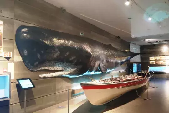 marinatips - Museu da Baleia da Madeira