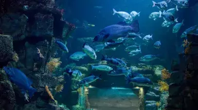 marinatips - Aquarium La Rochelle