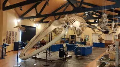 marinatips - Museo de Historia Natural da SGHN Ferrol