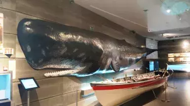 marinatips - Museu da Baleia da Madeira